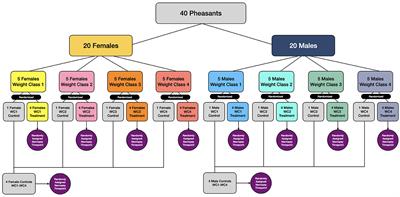 Estimation of withdrawal interval recommendations following administration of fenbendazole medicated feed to ring-necked pheasants (Phasianus colchicus)